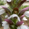 Acanthus mollis